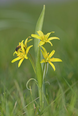 BUITEN BEELD Foto: 29132