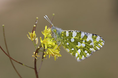 BUITEN BEELD Foto: 29137