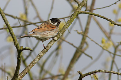 BUITEN BEELD Foto: 29153