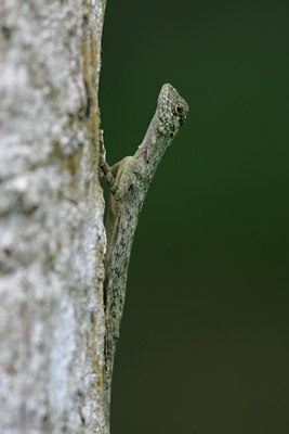 BUITEN BEELD Foto: 29208