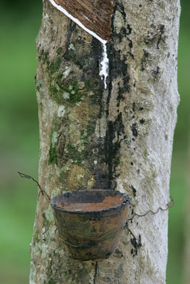 BUITEN BEELD Foto: 29209