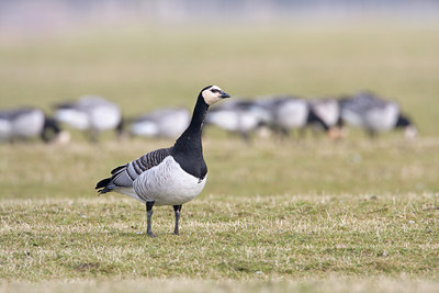 BUITEN BEELD Foto: 29257