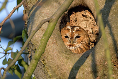 BUITEN BEELD Foto: 29263