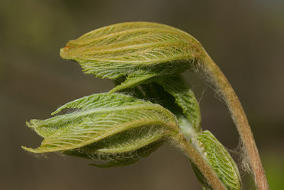BUITEN BEELD Foto: 29279
