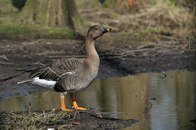 BUITEN BEELD Foto: 29337