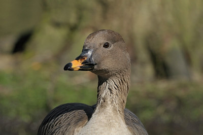 BUITEN BEELD Foto: 29339