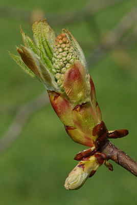 BUITEN BEELD Foto: 29346