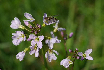 BUITEN BEELD Foto: 29357