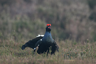 BUITEN BEELD Foto: 29374