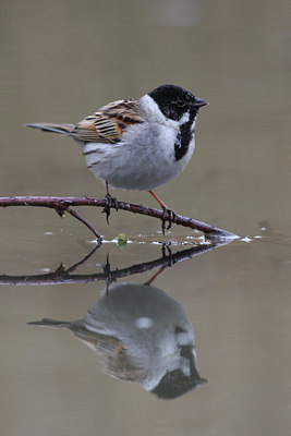 BUITEN BEELD Foto: 29377
