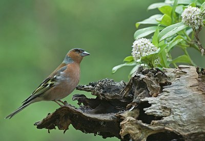 BUITEN BEELD Foto: 29390