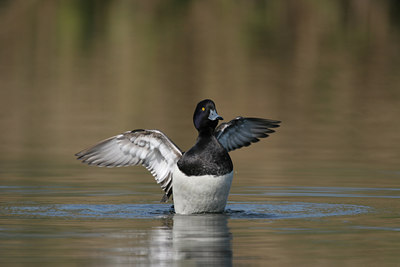 BUITEN BEELD Foto: 29398