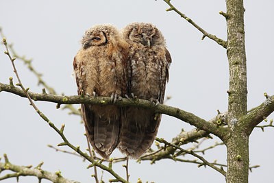 BUITEN BEELD Foto: 29399