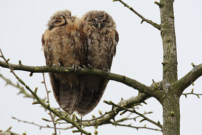 BUITEN BEELD Foto: 29400