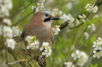 BUITEN BEELD Foto: 29424