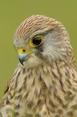 BUITEN BEELD Foto: 29425