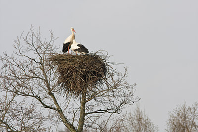 BUITEN BEELD Foto: 29441