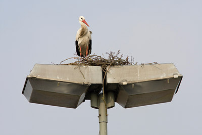 BUITEN BEELD Foto: 29442