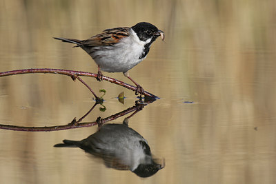 BUITEN BEELD Foto: 29452