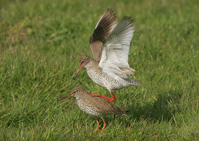 BUITEN BEELD Foto: 29462