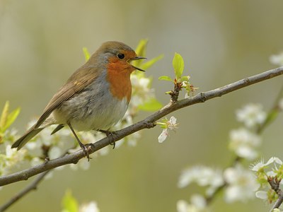BUITEN BEELD Foto: 29489