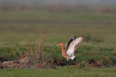 BUITEN BEELD Foto: 29493