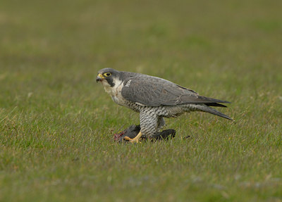BUITEN BEELD Foto: 29496