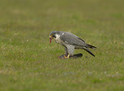 BUITEN BEELD Foto: 29497