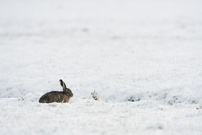 BUITEN BEELD Foto: 29499