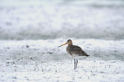 BUITEN BEELD Foto: 29502