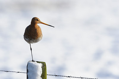 BUITEN BEELD Foto: 29506