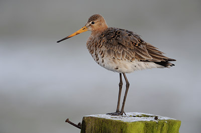 BUITEN BEELD Foto: 29507