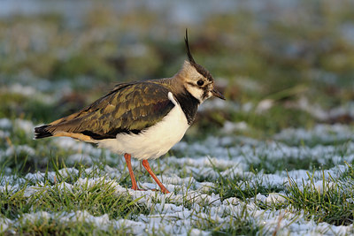 BUITEN BEELD Foto: 29509