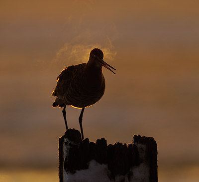 BUITEN BEELD Foto: 29510