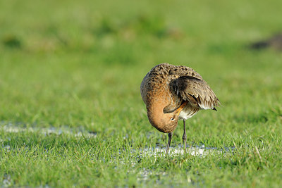 BUITEN BEELD Foto: 29520