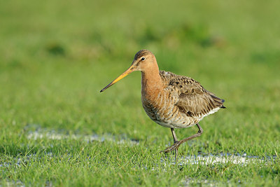 BUITEN BEELD Foto: 29521