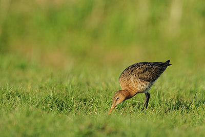 BUITEN BEELD Foto: 29522
