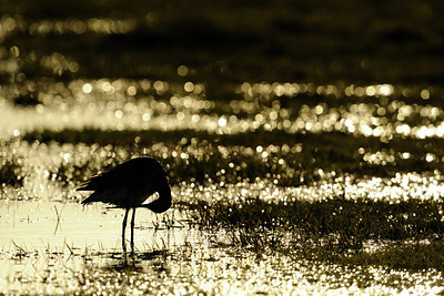 BUITEN BEELD Foto: 29527