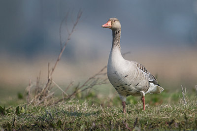 BUITEN BEELD Foto: 29534