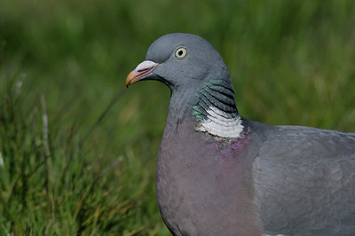 BUITEN BEELD Foto: 29552