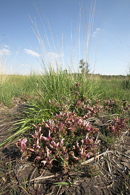 BUITEN BEELD Foto: 29558