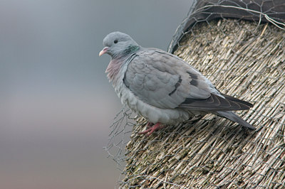 BUITEN BEELD Foto: 29574