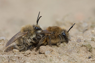 BUITEN BEELD Foto: 29579