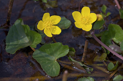 BUITEN BEELD Foto: 29581