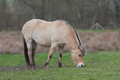 BUITEN BEELD Foto: 29603