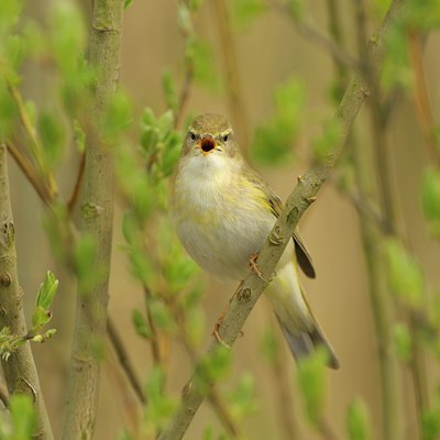 BUITEN BEELD Foto: 29622