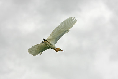 BUITEN BEELD Foto: 29633