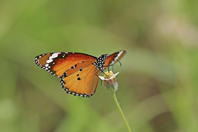 BUITEN BEELD Foto: 29634
