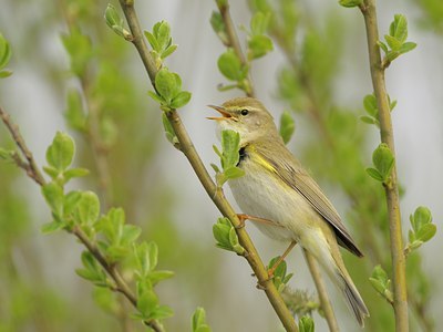 BUITEN BEELD Foto: 29657