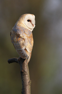 BUITEN BEELD Foto: 29668